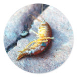 Baby Shrimp Stickers