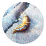 Baby Shrimp Stickers