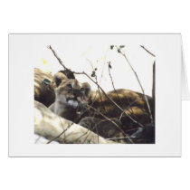 Baby Simba (Lion) cards