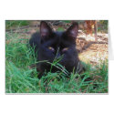 Baby Slate- Black kitty card