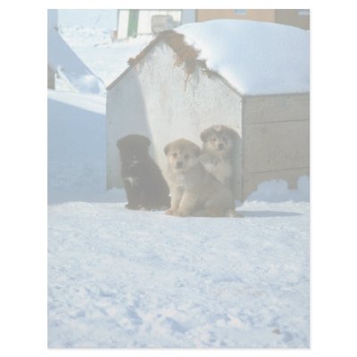 Baby sled dogs, Greenland Custom Letterhead by lolanimals