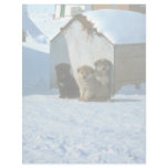 Baby sled dogs, Greenland Custom Letterhead