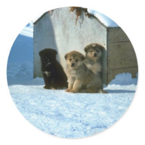 Baby sled dogs, Greenland Stickers