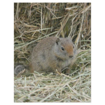 baby squirrel letterhead