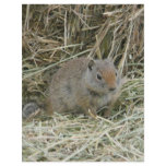 baby squirrel letterhead