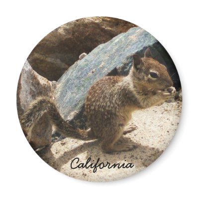 Baby Squirrel Fridge Magnet by sumiko