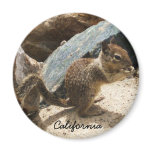 Baby Squirrel Baby Squirrel