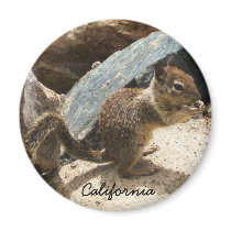Baby Squirrel magnets