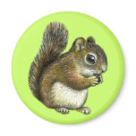 Baby squirrel fridge magnet