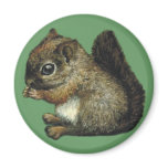 baby-squirrel magnet