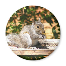 Baby Squirrel magnets