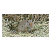 baby squirrel photo cards