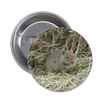 baby squirrel buttons