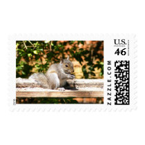 Baby Squirrel stamps