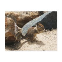 Baby Squirrel postcards