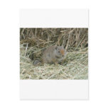 baby squirrel post card