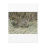 baby squirrel post card