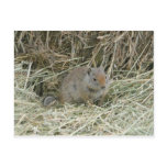 baby squirrel postcards