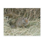 baby squirrel postcards