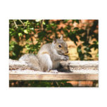 Baby Squirrel Postcard