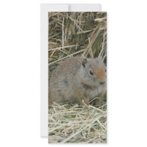 baby squirrel rack cards