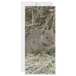 baby squirrel customized rack card