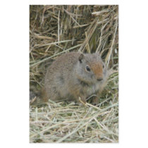 baby squirrel stationery