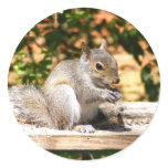 Baby Squirrel Round Sticker