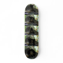 baby squirrell skateboards by donpete326 baby squirrell skateboards