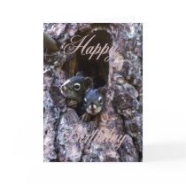 baby squirrels birthday card