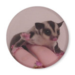 baby sugar glider fridge magnet