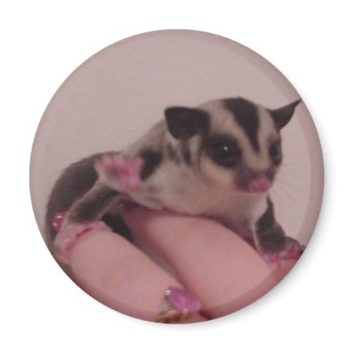 baby sugar glider fridge magnet by dranger1108