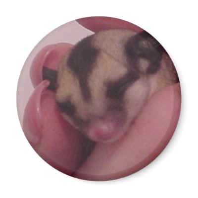 baby  sugar glider sleeping refrigerator magnets by dranger1108