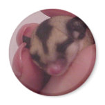 baby  sugar glider sleeping magnets