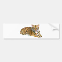Baby Sumatran Cub_ Bumper Sticker