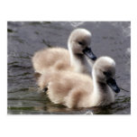 Baby Swans Postcard