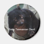 Baby Tasmanian Devil Magnet