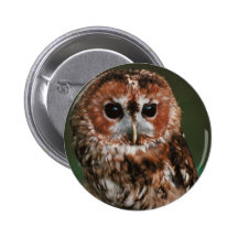 Baby Tawny Owl Buttons