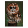 Baby Tawny Owl Greeting Cards