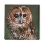 Baby Tawny Owl Refrigerator Magnet