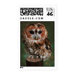 Baby Tawny Owl Stamp