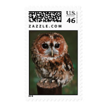 Baby Tawny Owl Stamp