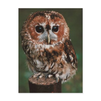 Baby Tawny Owl Postcard by alternateworlds