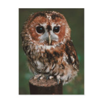 Baby Tawny Owl Postcard