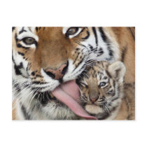 Baby Tiger Having a Bath Postcards