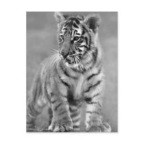 Baby Tiger in Black and white Postcards