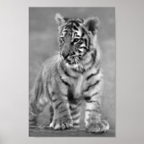 Baby Tiger in Black and white Print