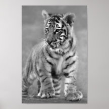 Baby Tiger in Black and white Print