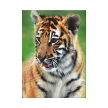 Baby Tiger in color Canvas Prints