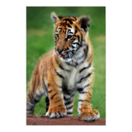 Baby Tiger print